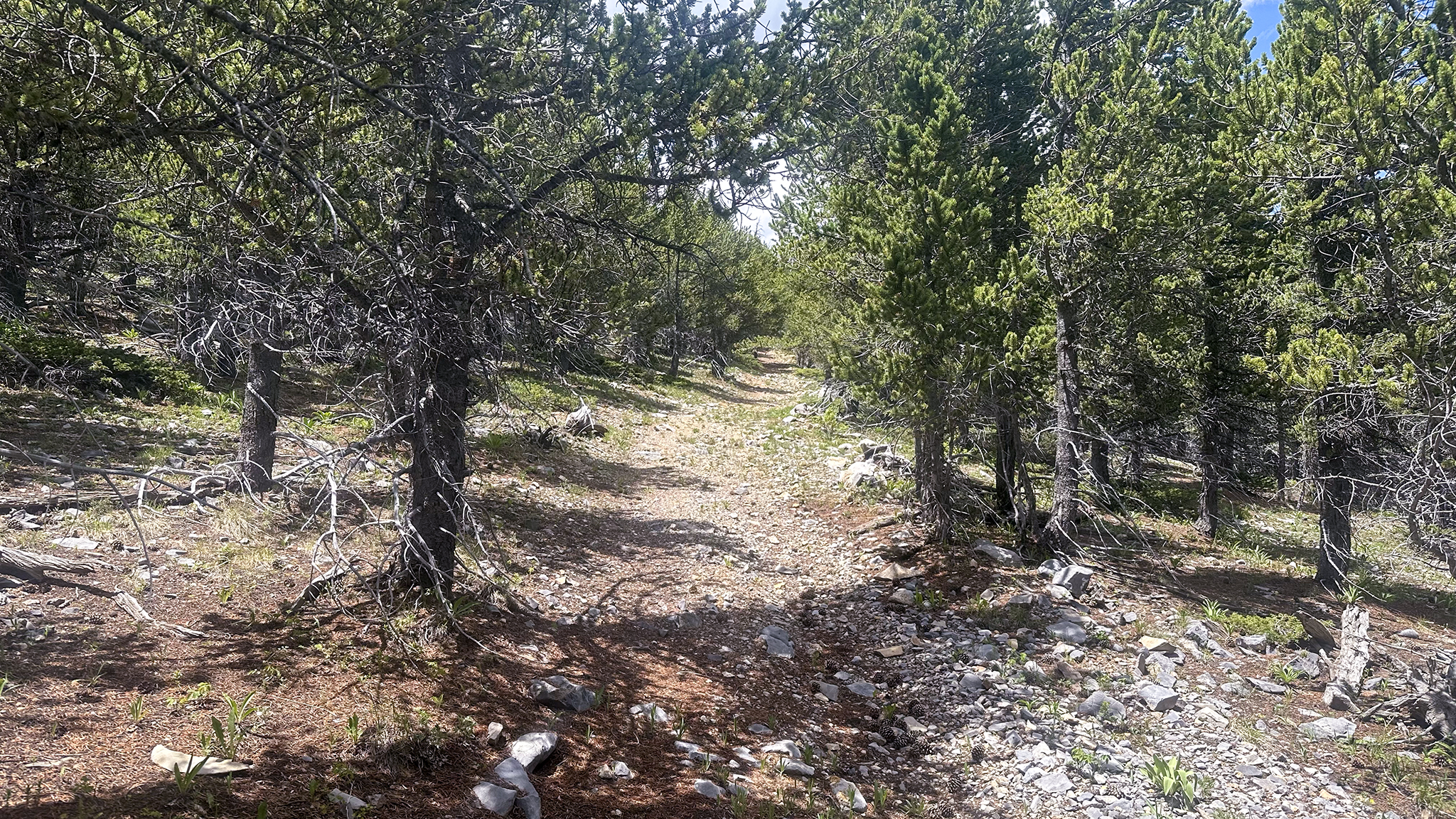 The route up Galena Peak starts as a faint mining road