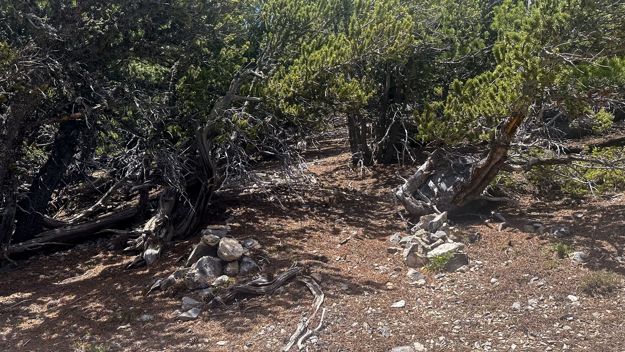 Double cairns mark the start of the social trail up Galena Peak